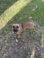 Found/Stray Female Dog last seen pioneer rd, Mesquite, TX 75181