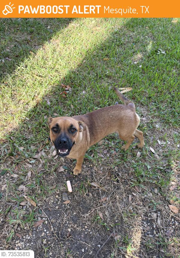 Found/Stray Female Dog last seen pioneer rd, Mesquite, TX 75181