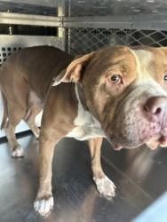 Shelter Stray Male Dog last seen Near TEHAMA RIDGE PKWY, North District,, 355 Hillshire Dr, Haslet, TX 76052, USA