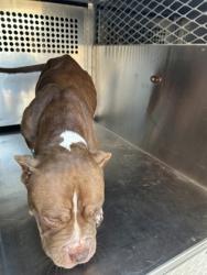 Shelter Stray Female Dog last seen Near TEHAMA RIDGE PKWY, North District,, 355 Hillshire Dr, Haslet, TX 76052, USA