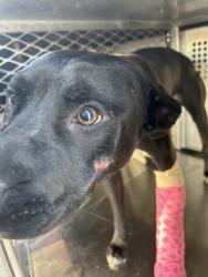 Shelter Stray Male Dog last seen Near TEHAMA RIDGE PKWY, North District,, 355 Hillshire Dr, Haslet, TX 76052, USA