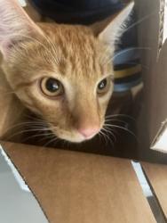 Shelter Stray Male Cat last seen Near Pecan Tree Ln, 70810, LA, 2550 Gourrier Ave, Baton Rouge, LA 70820, USA