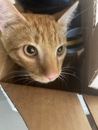 Shelter Stray Male Cat last seen Near Pecan Tree Ln, 70810, LA, 2550 Gourrier Ave, Baton Rouge, LA 70820, USA