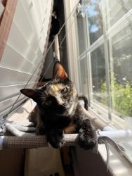 Reunited Female Cat last seen Bedford park, Arlington, VA 22201