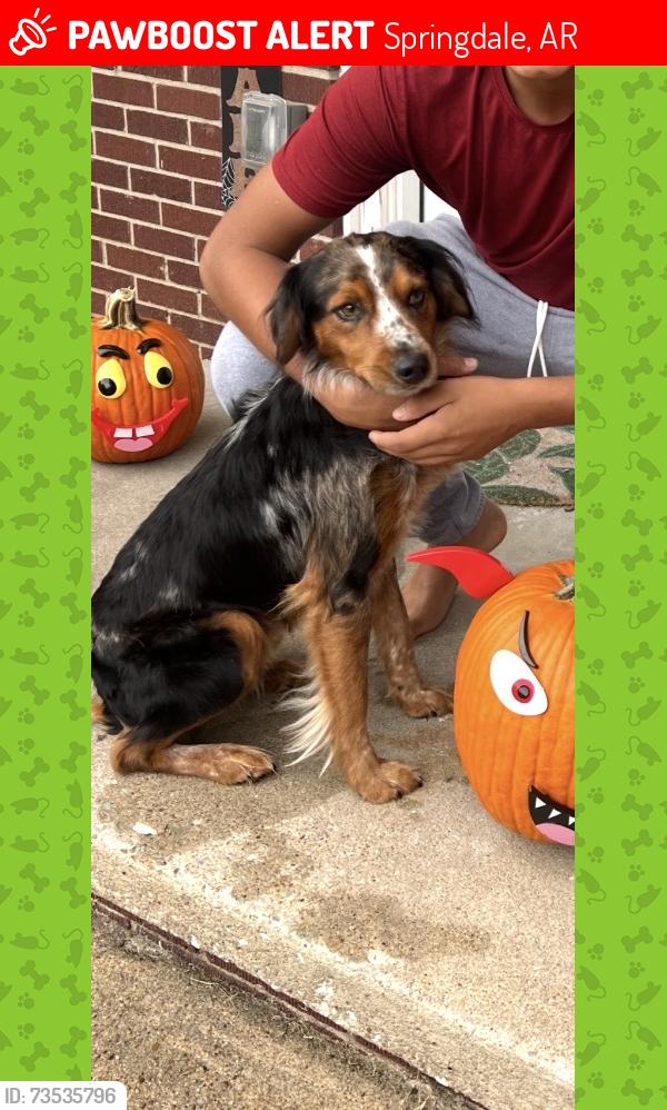 Lost Male Dog last seen Lawndale, Springdale, AR 72764