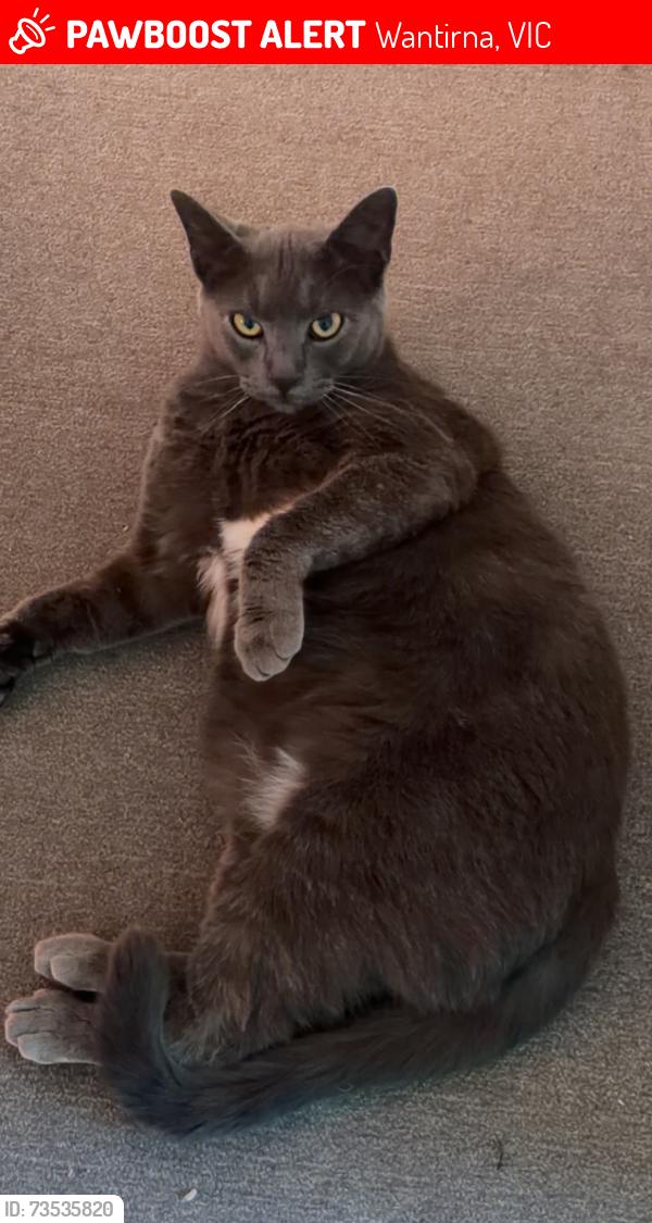 Lost Male Cat last seen templeton park, Wantirna, VIC 3152