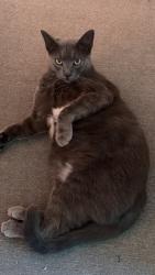 Lost Male Cat last seen templeton park, Wantirna, VIC 3152