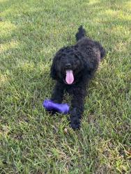 Lost Male Dog last seen Dacula, Dacula, GA 30019