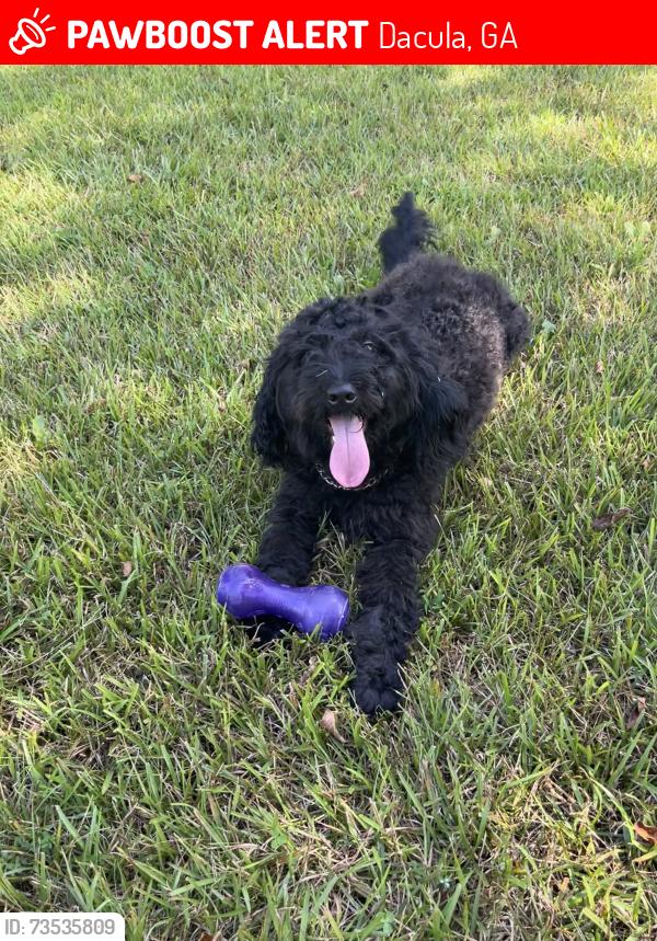 Lost Male Dog last seen Dacula, Dacula, GA 30019