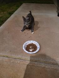 Reunited Unknown Cat last seen Neighborhood in Iron Station, Iron Station, NC 28080