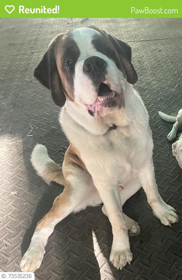 Reunited Male Dog last seen Castlebrook Drive and Allenby Drive, Raleigh, NC 27604