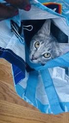 Reunited Male Cat last seen Sacramento and Washington, Chicago, IL 60612