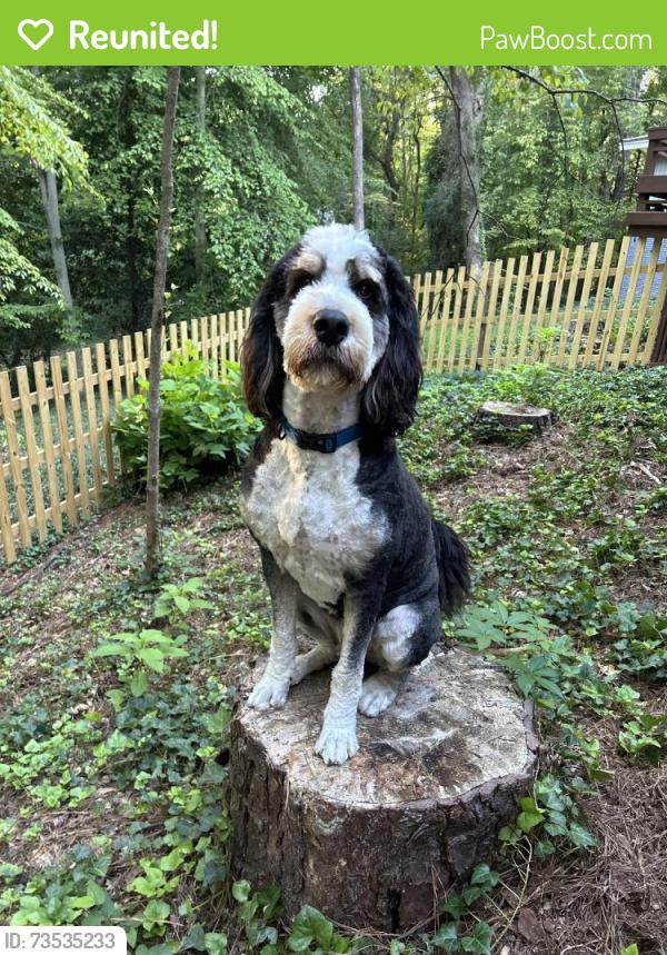 Reunited Male Dog last seen Castlebrook Drive and Allenby Drive, Raleigh, NC 27604