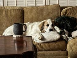 Reunited Female Dog last seen Nesbit Lakes drive and Water Shadow Lane - Nesbit Lakes, Alpharetta, GA 30022