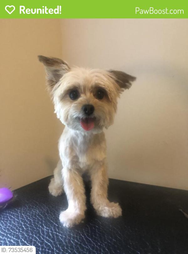Reunited Female Dog last seen Palomino mustang, Whitsett, NC 27377