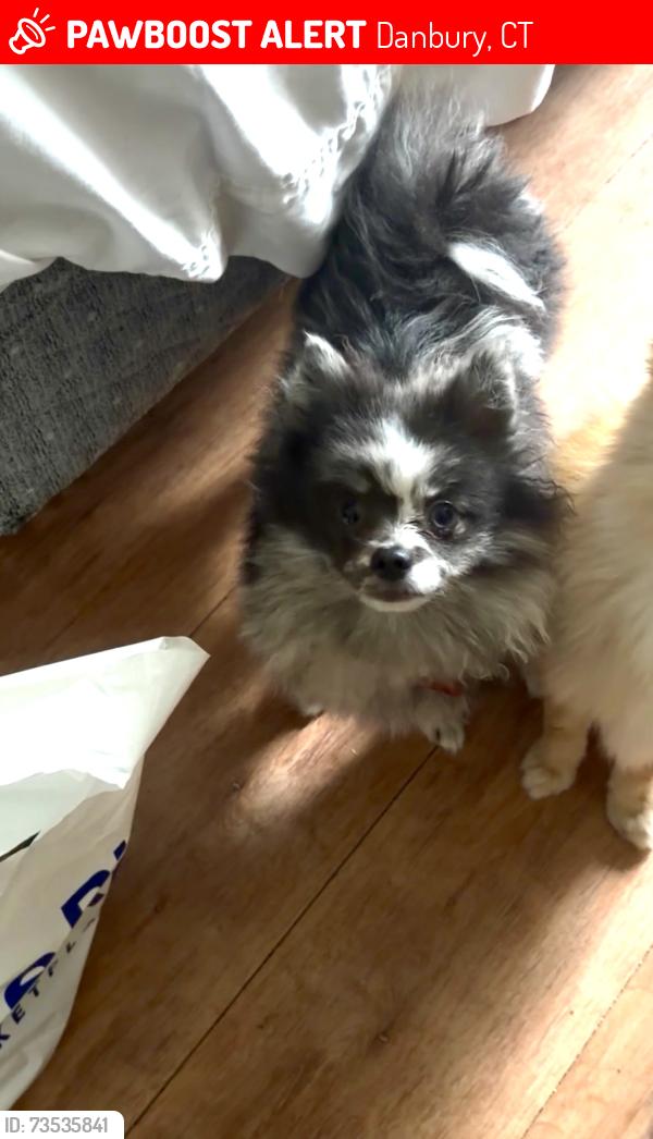 Lost Male Dog last seen Near Osborn st Danbury ct, Danbury, CT 06810