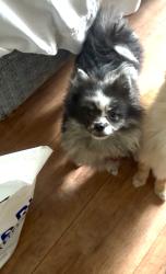 Lost Male Dog last seen Near Osborn st Danbury ct, Danbury, CT 06810