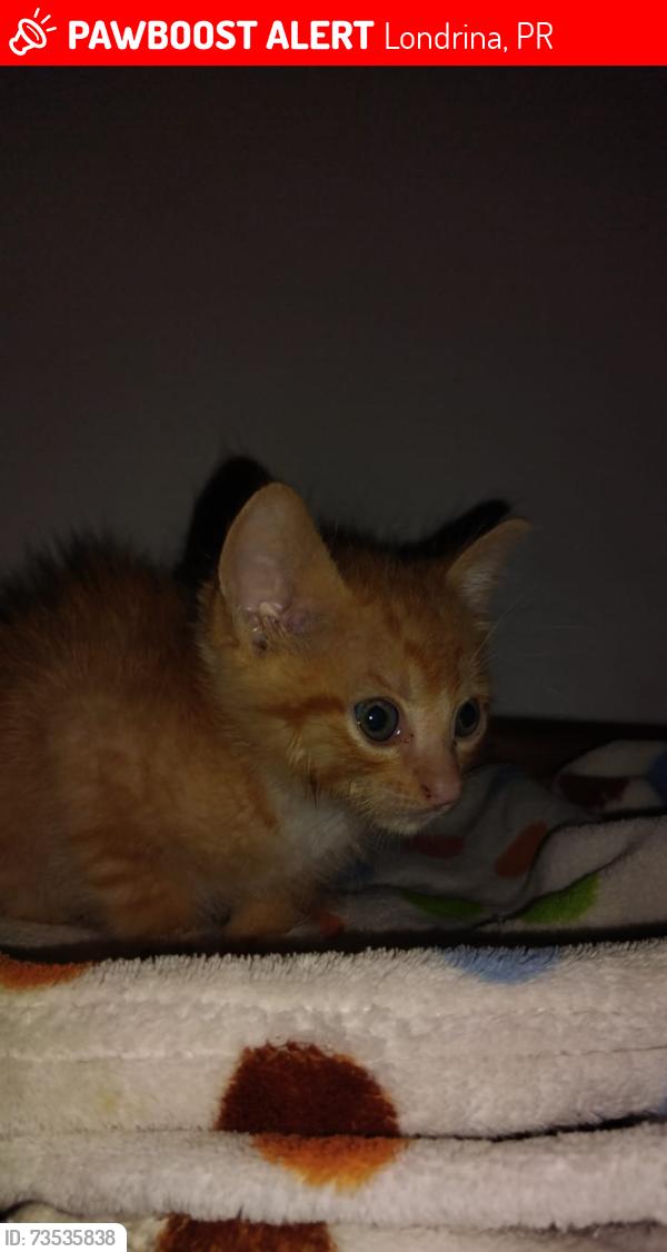 Lost Male Cat last seen Londrina, Londrina, PR 