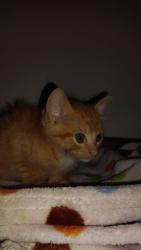 Lost Male Cat last seen Londrina, Londrina, PR 