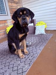 Found/Stray Male Dog last seen holmes & Stanton ave, Pittsburgh, PA 15201