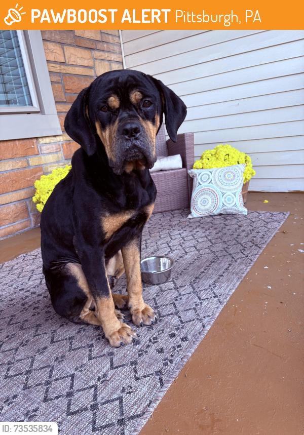 Found/Stray Male Dog last seen holmes & Stanton ave, Pittsburgh, PA 15201