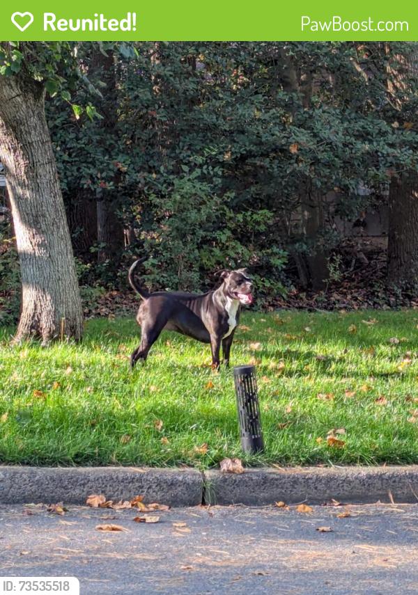 Reunited Female Dog last seen Old trail and red leaf in reston, Reston, VA 20191