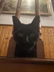 Found/Stray Unknown Cat last seen putnam between woodward and onderdonk, Queens, NY 11385