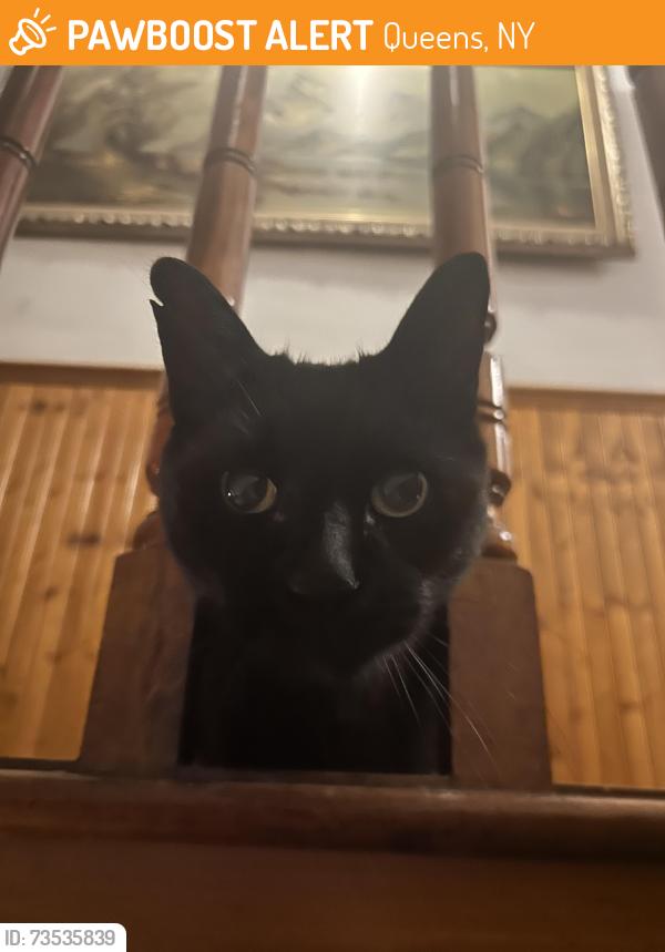 Found/Stray Unknown Cat last seen putnam between woodward and onderdonk, Queens, NY 11385