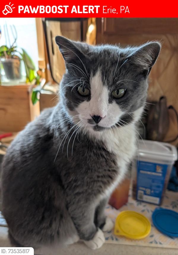 Lost Male Cat last seen East 42 Street, Erie, PA 16504