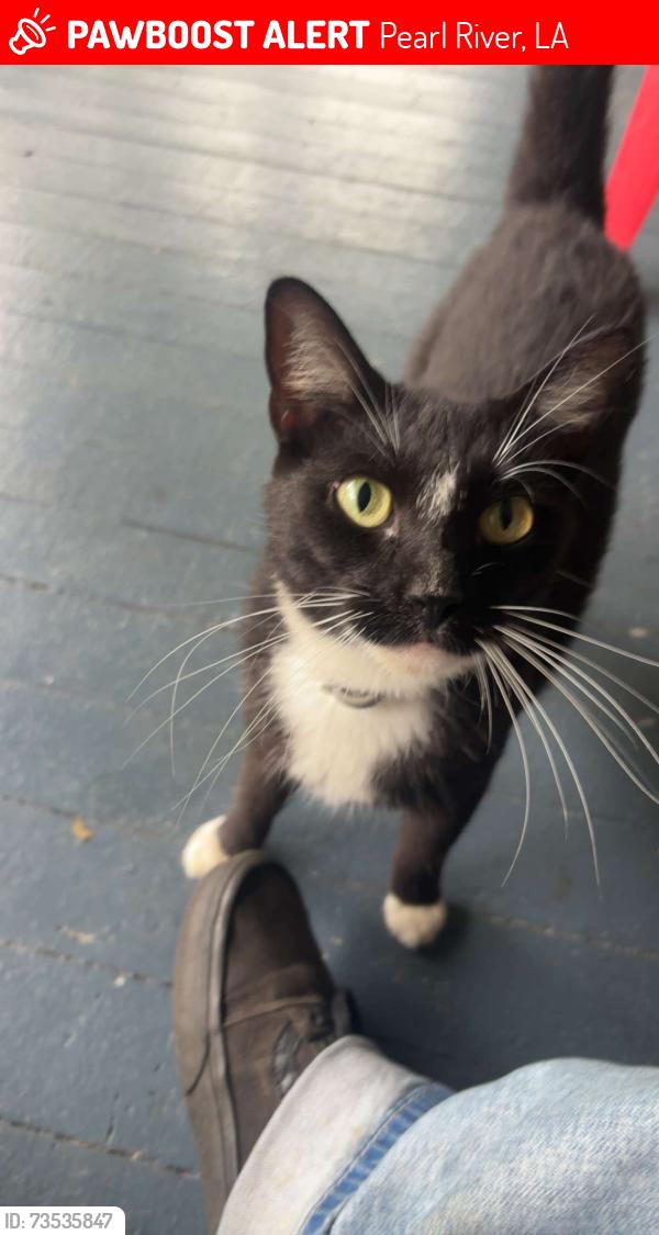 Lost Female Cat last seen Magnolia forest, Pearl River, LA 70452