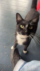 Lost Female Cat last seen Magnolia forest, Pearl River, LA 70452