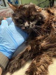 Shelter Stray Female Cat last seen Near Mcitnyre St, Golden, CO, 80401, 580 McIntyre St, Golden, CO 80401, USA