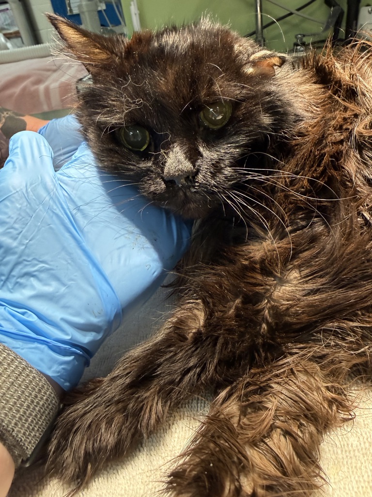 Shelter Stray Female Cat last seen Near Mcitnyre St, Golden, CO, 80401, 580 McIntyre St, Golden, CO 80401, USA