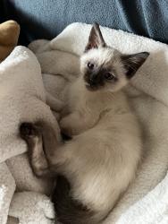 Shelter Stray Female Cat last seen Near S Post Street, UT, 511 W 3900 S, Salt Lake City, UT 84123, USA