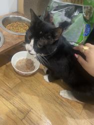 Reunited Male Cat last seen New York hall of science, Queens, NY 11368