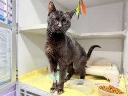 Shelter Stray Female Cat last seen Near Olmstead Avenue, BRONX, NY, 10462, 326 E 110th St, New York, NY 10029, USA