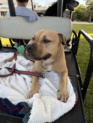 Reunited Male Dog last seen Rambling dr Cir, Wellington, FL 33414
