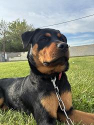 Lost Male Dog last seen Southfield Freeway, Detroit, MI 48228