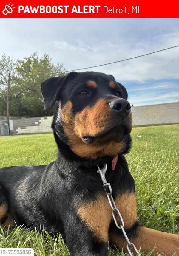 Lost Male Dog last seen Southfield Freeway, Detroit, MI 48228