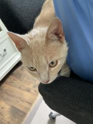 Lost Male Cat last seen Peppermint Ln & Woodlander, Blythewood, SC 29016