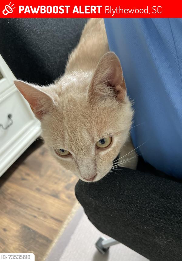 Lost Male Cat last seen Peppermint Ln & Woodlander, Blythewood, SC 29016