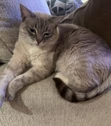 Lost Female Cat last seen summerfair ct, Houston, TX 77044