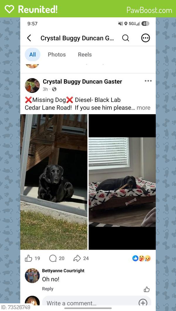 Reunited Male Dog last seen Cedar Lane Road and Eakes Road, Lee County, NC 27332