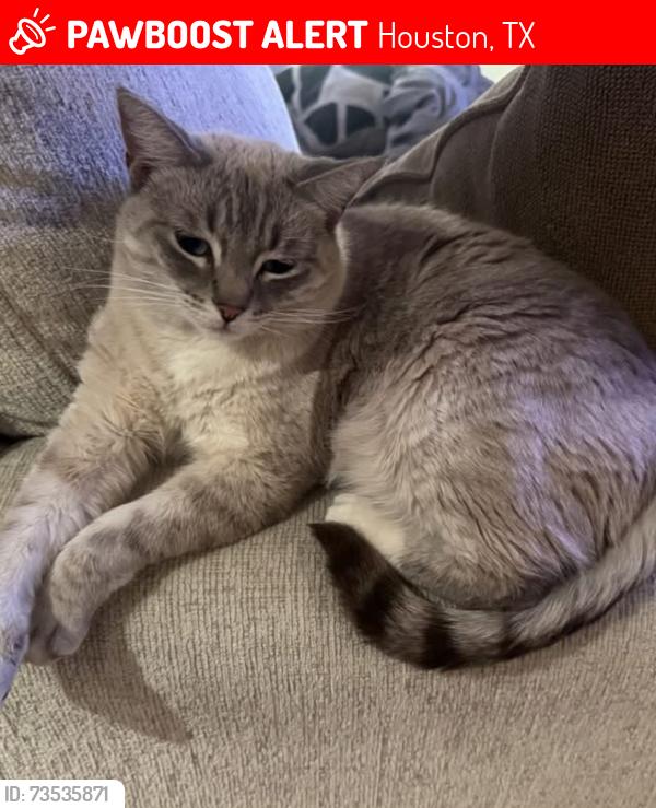 Lost Female Cat last seen summerfair ct, Houston, TX 77044