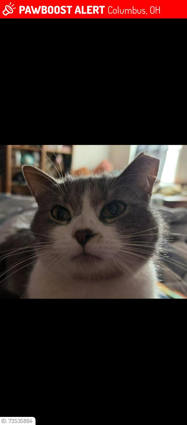 Lost Female Cat last seen Obetz rd and crosspointe, Columbus, OH 43207
