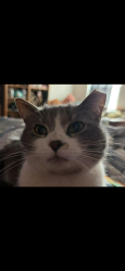 Lost Female Cat last seen Obetz rd and crosspointe, Columbus, OH 43207