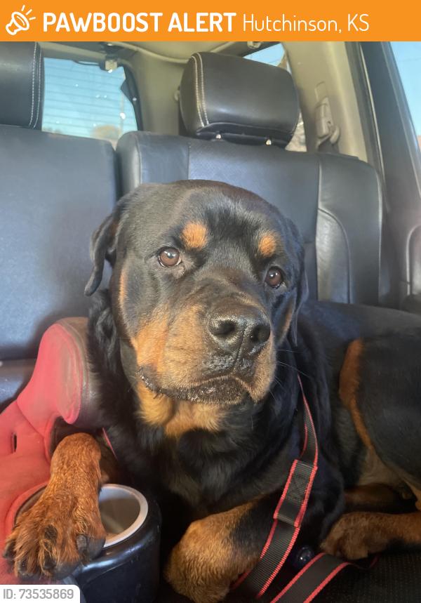 Found/Stray Male Dog last seen State fair rd and Schoenherr, Hutchinson, KS 67502