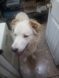Reunited Unknown Dog last seen Fitzhugh and Columbia, Dallas, TX 75226