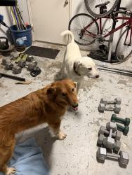 Found/Stray Unknown Dog last seen Near Emerson and High Road, Flower Mound, TX 75022