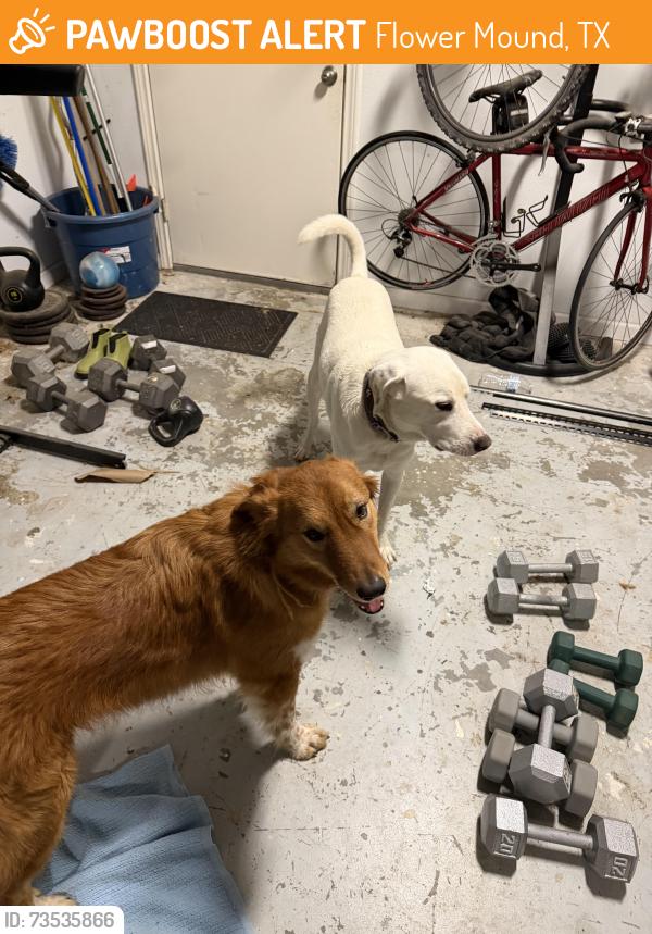 Found/Stray Unknown Dog last seen Near Emerson and High Road, Flower Mound, TX 75022